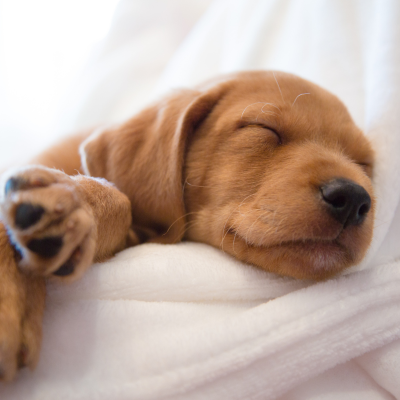 cute brown puppy sleeping on a bed